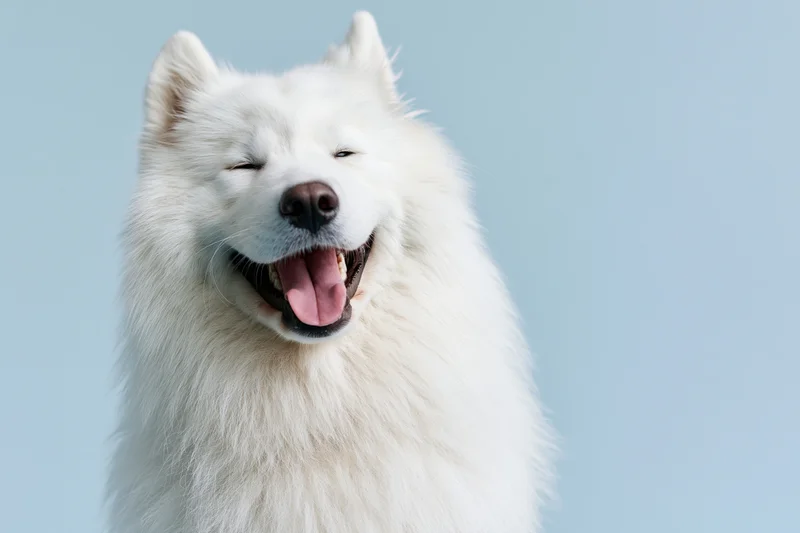 White samoyed dog with open mouth and tongue out against light blue background