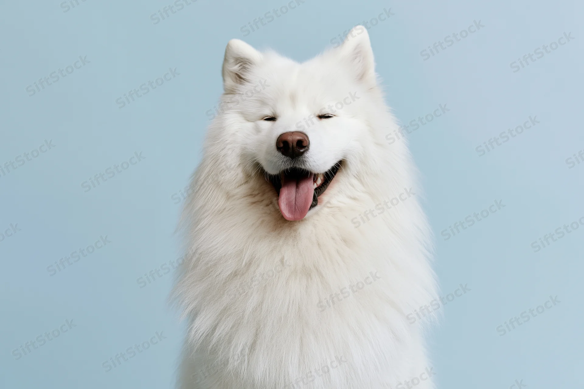 White samoyed dog with open mouth and tongue out against light blue background