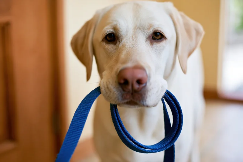 Yellow labrador holding blue nylon leash in its mouth indoors