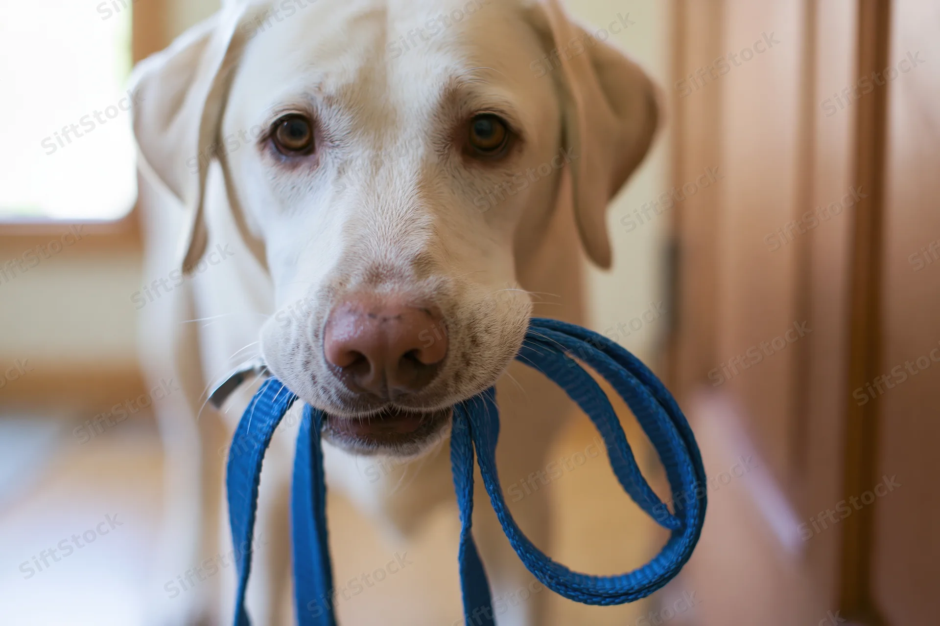 Yellow labrador holding blue nylon leash in its mouth indoors near doorway