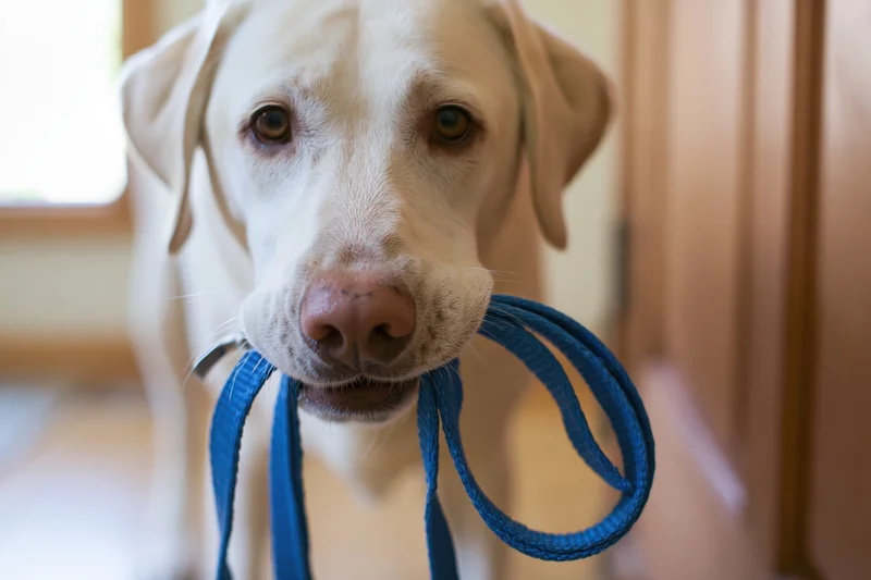 Yellow labrador holding blue nylon leash in its mouth indoors near doorway