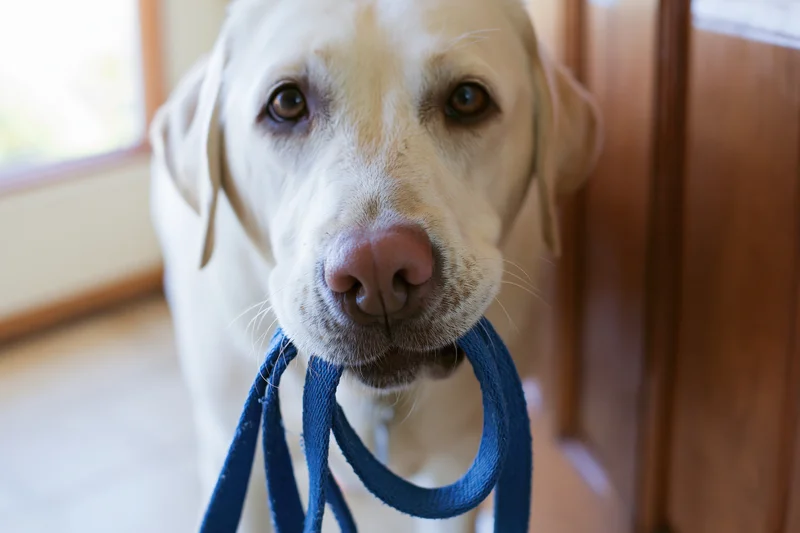 Yellow labrador holding blue nylon leash in mouth indoors near door and window
