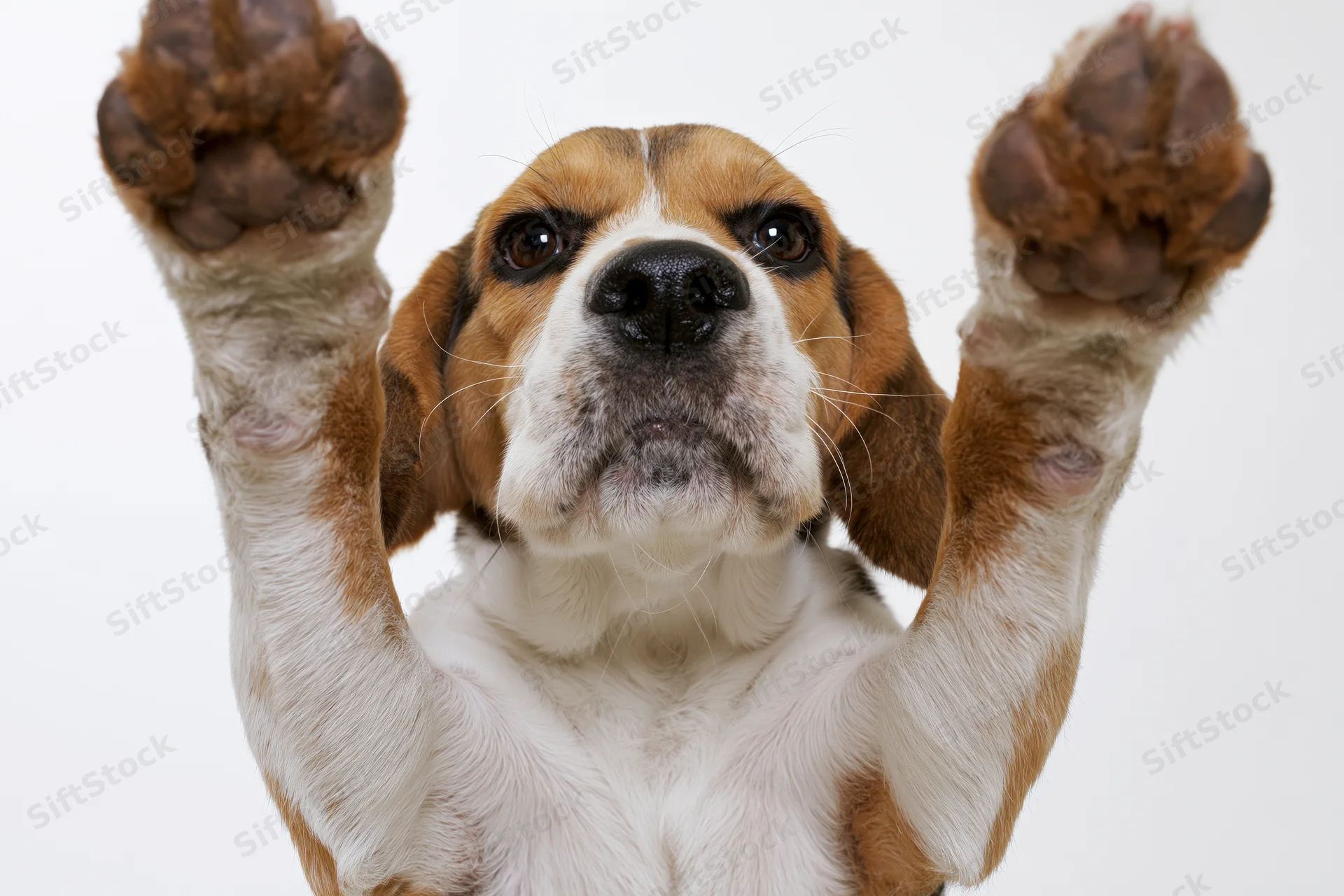 Young beagle puppy raising both front paws upward in a studio portrait against white background