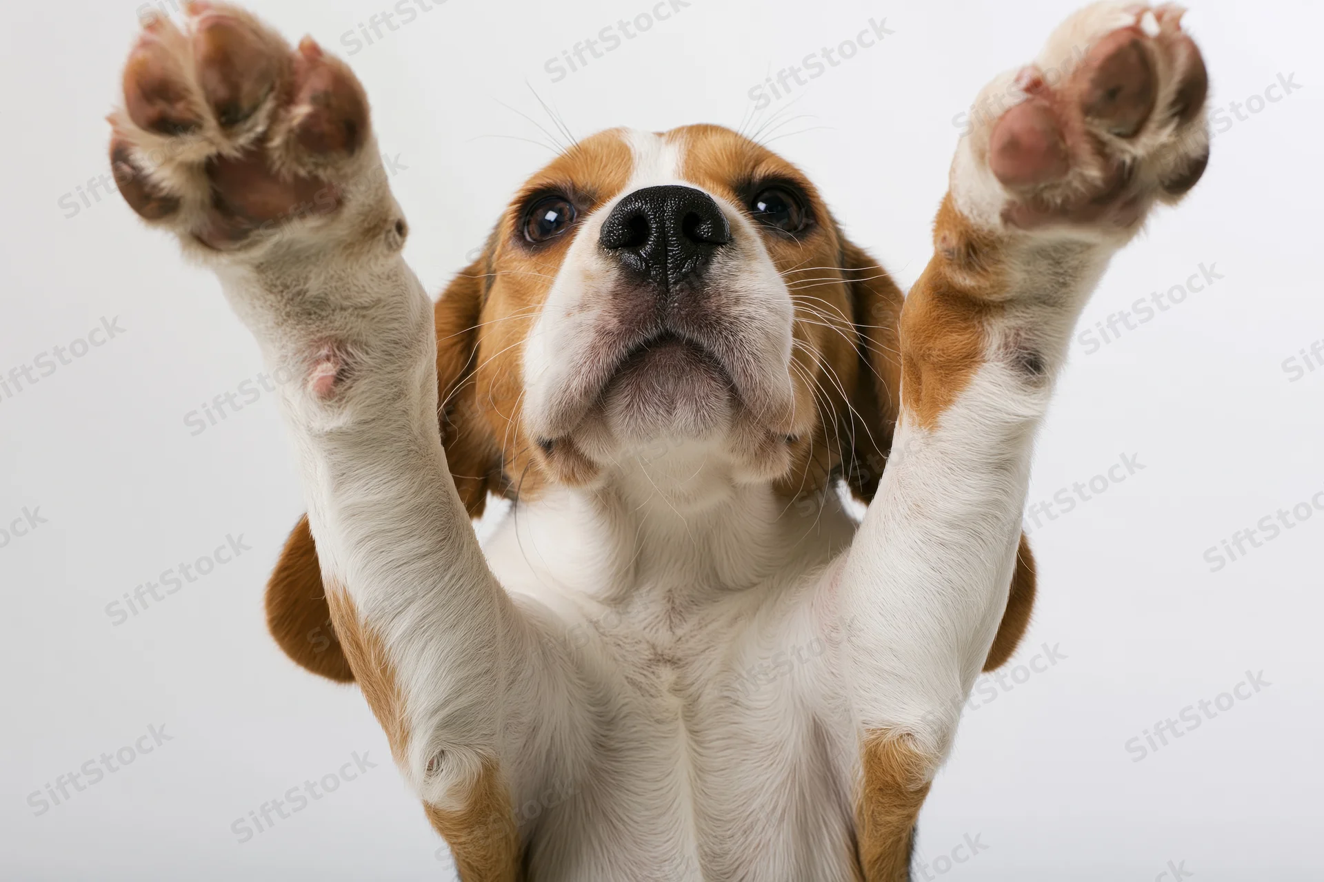 Young beagle puppy raising both front paws upward in studio portrait