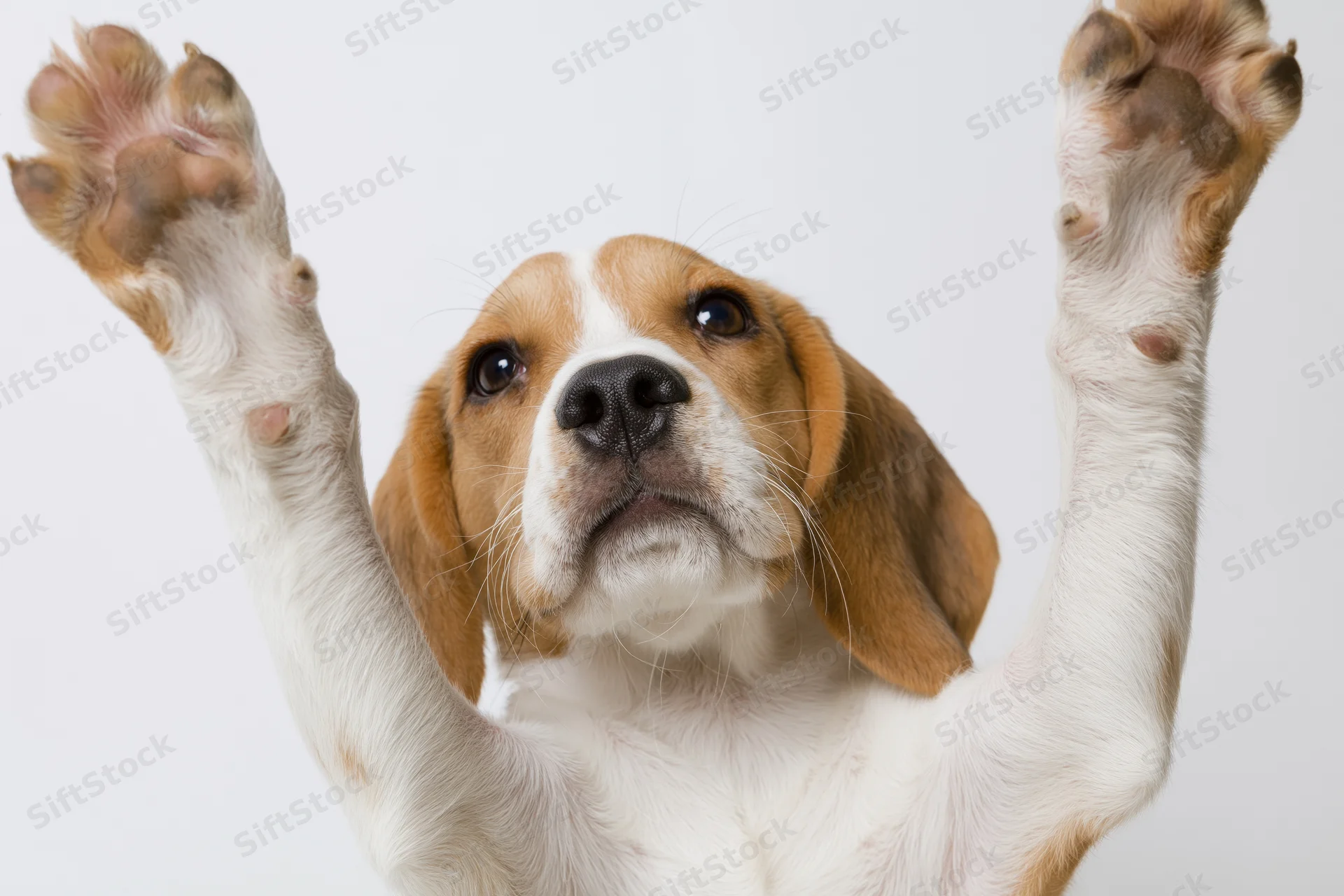 Young beagle puppy raising both front paws upward in a studio portrait