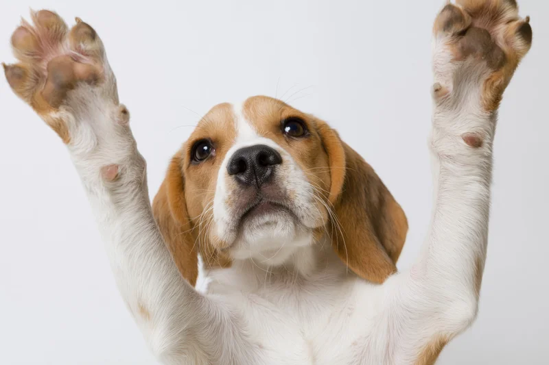 Young beagle puppy raising both front paws upward in a studio portrait