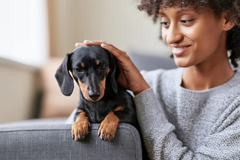 Woman smiling and petting a small black and brown dachshund on a gray couch