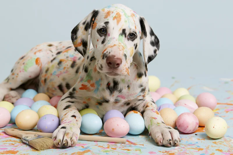 Young dalmatian puppy lying down with paint splatter among colorful easter eggs on a light blue surface