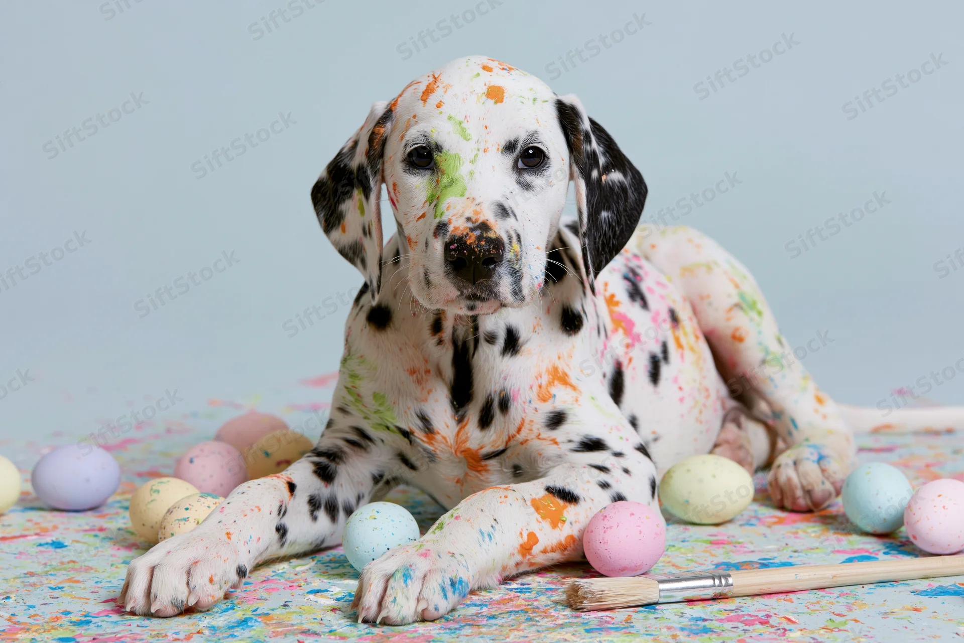 Dalmatian puppy lying down with paint splatter and easter eggs on a colorful surface