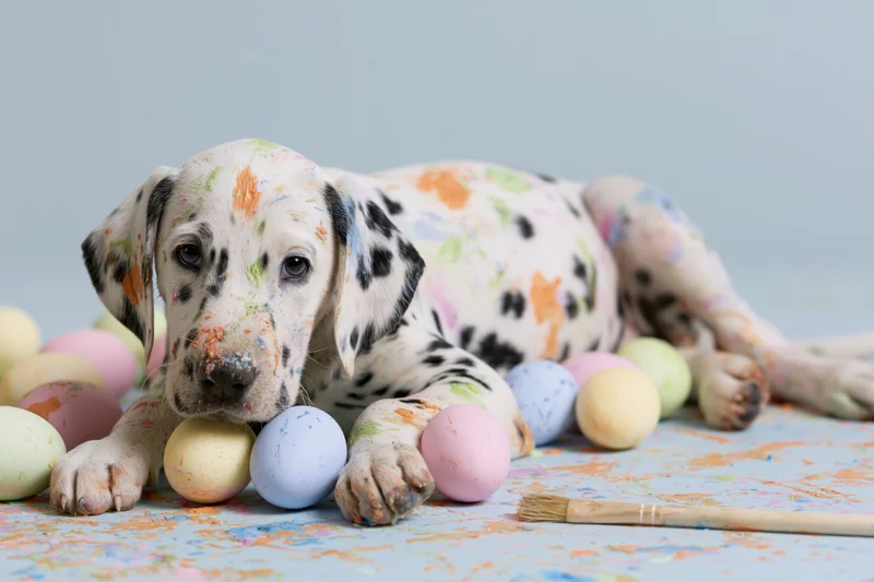 Dalmatian puppy lying with paint-splattered eggs on a light blue floor