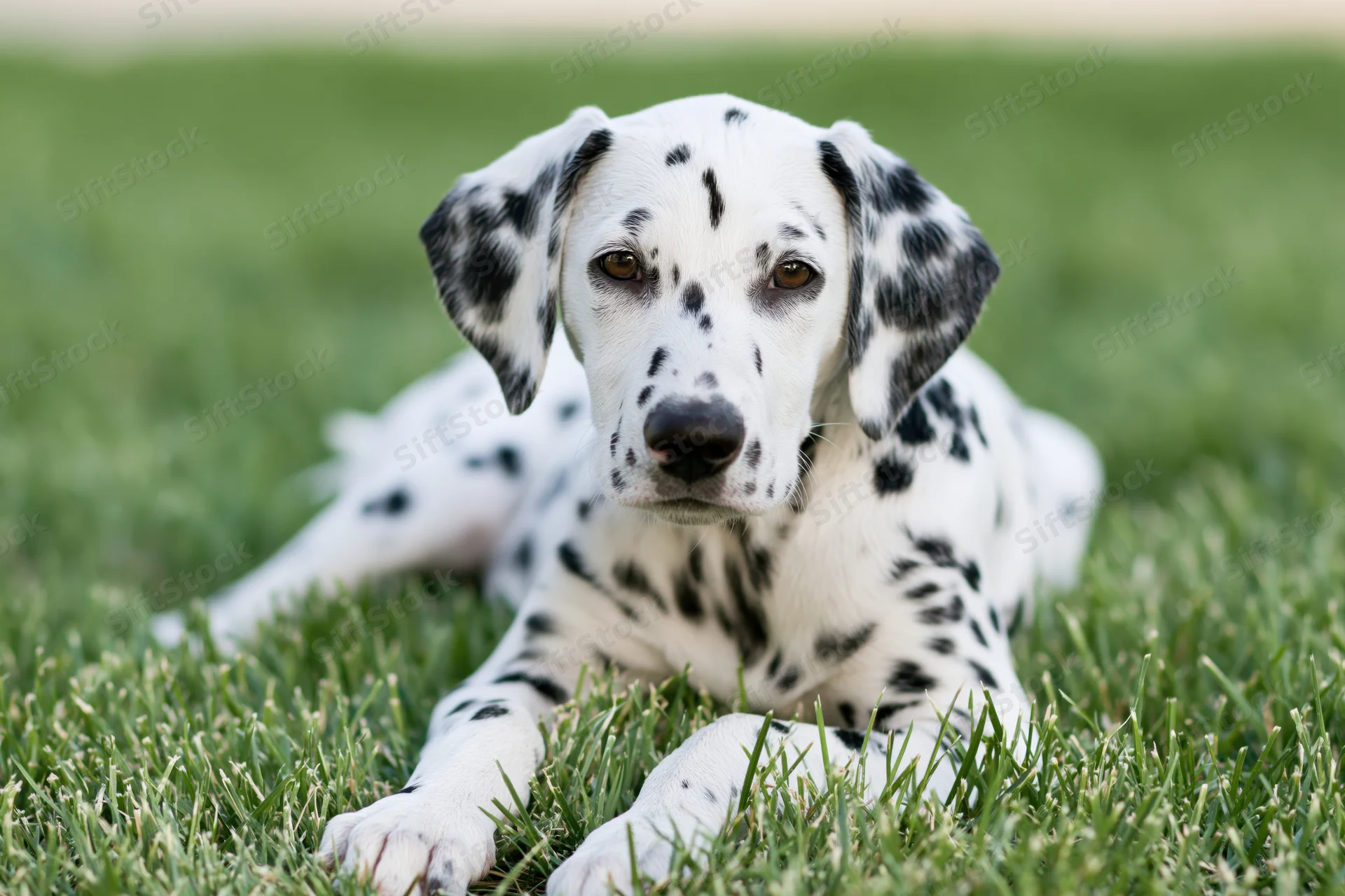 Young dalmatian puppy lying on green grass looking at camera