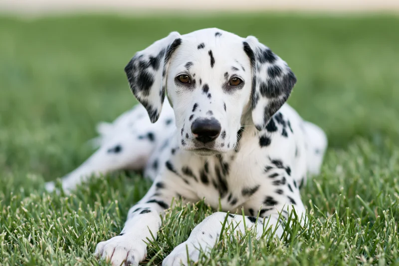 Young dalmatian puppy lying on green grass looking at camera