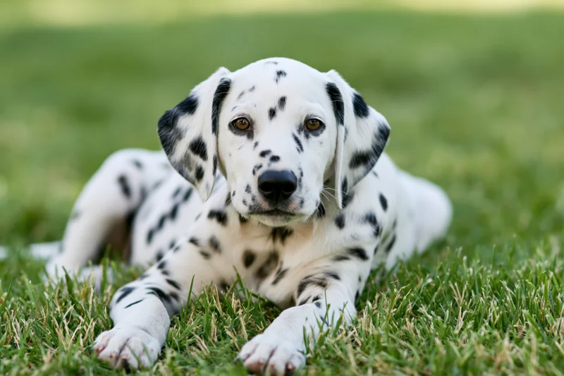 Young dalmatian puppy lying on green grass looking at camera