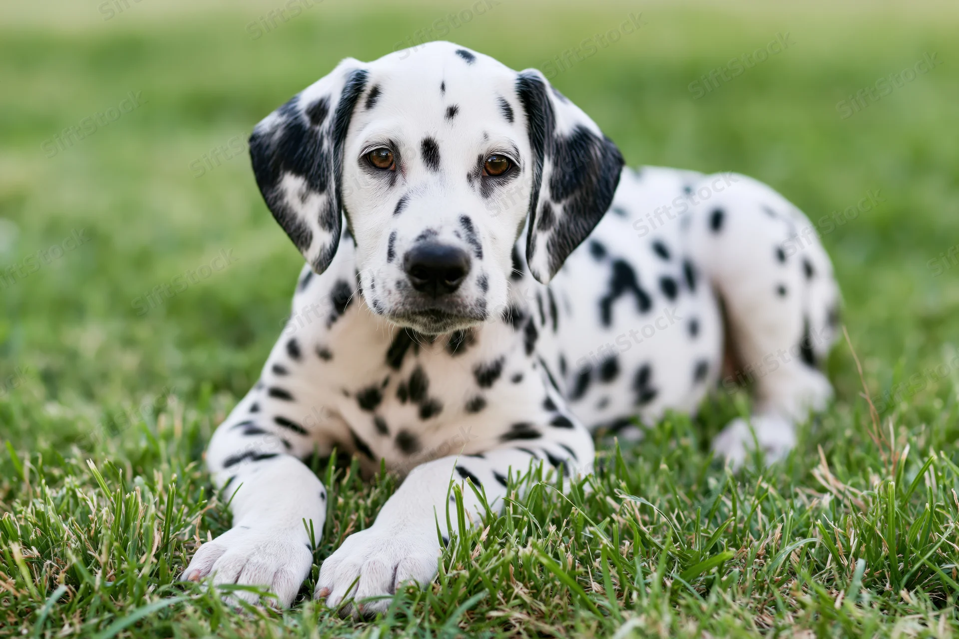 Young dalmatian puppy lying on green grass looking at camera