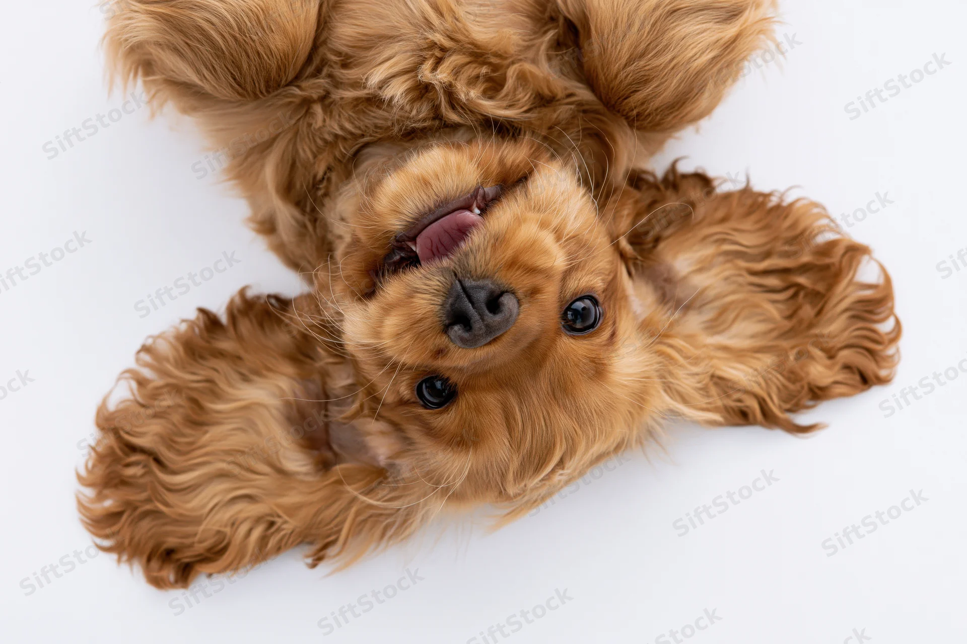 Young english cocker spaniel puppy lying on its back on white background