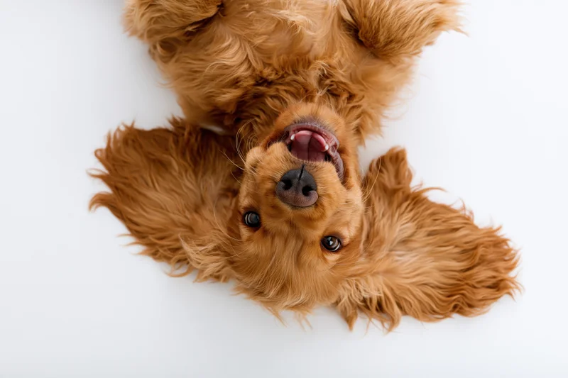 Young english cocker spaniel puppy lying on its back with tongue out on white background