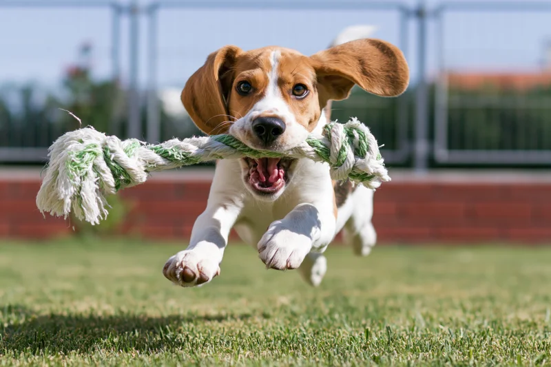 Young beagle puppy running full speed across green lawn with rope toy in mouth
