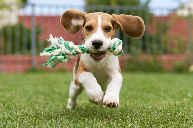 Young beagle puppy running with rope toy across green lawn