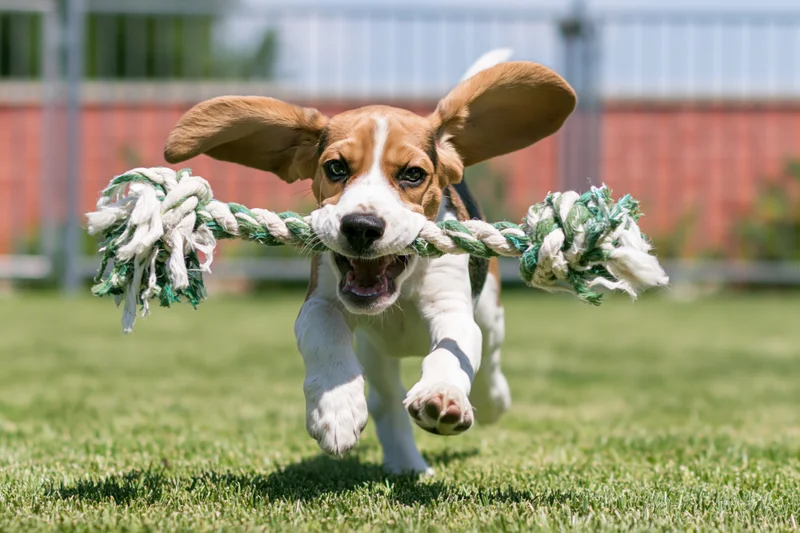 Beagle puppy running with rope toy across green lawn