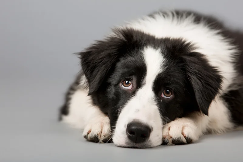 Young border collie puppy lying on gray studio floor with head resting on paws