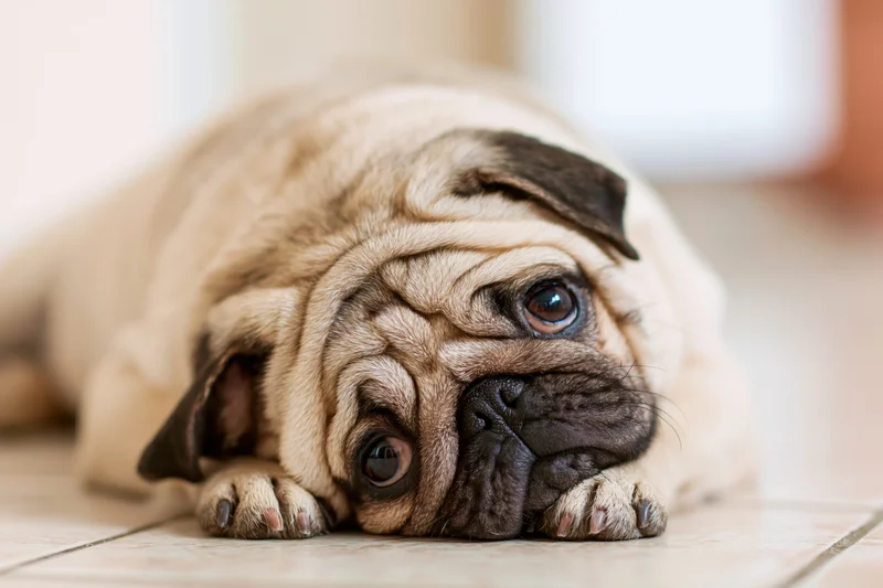 Young fawn pug lying on tiled floor with chin resting on paws