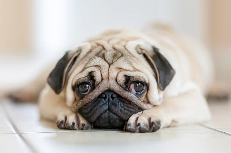 Young fawn pug lying flat on indoor tiled floor with chin resting on paws