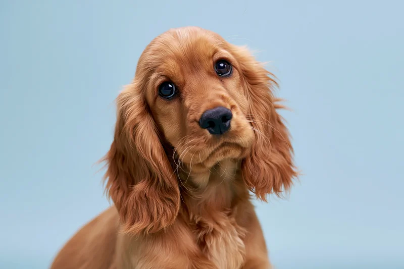 Young golden cocker spaniel puppy looking up with wide dark eyes against a blue studio background