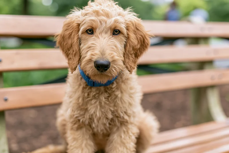 Golden doodle puppy sitting on wooden park bench looking at camera