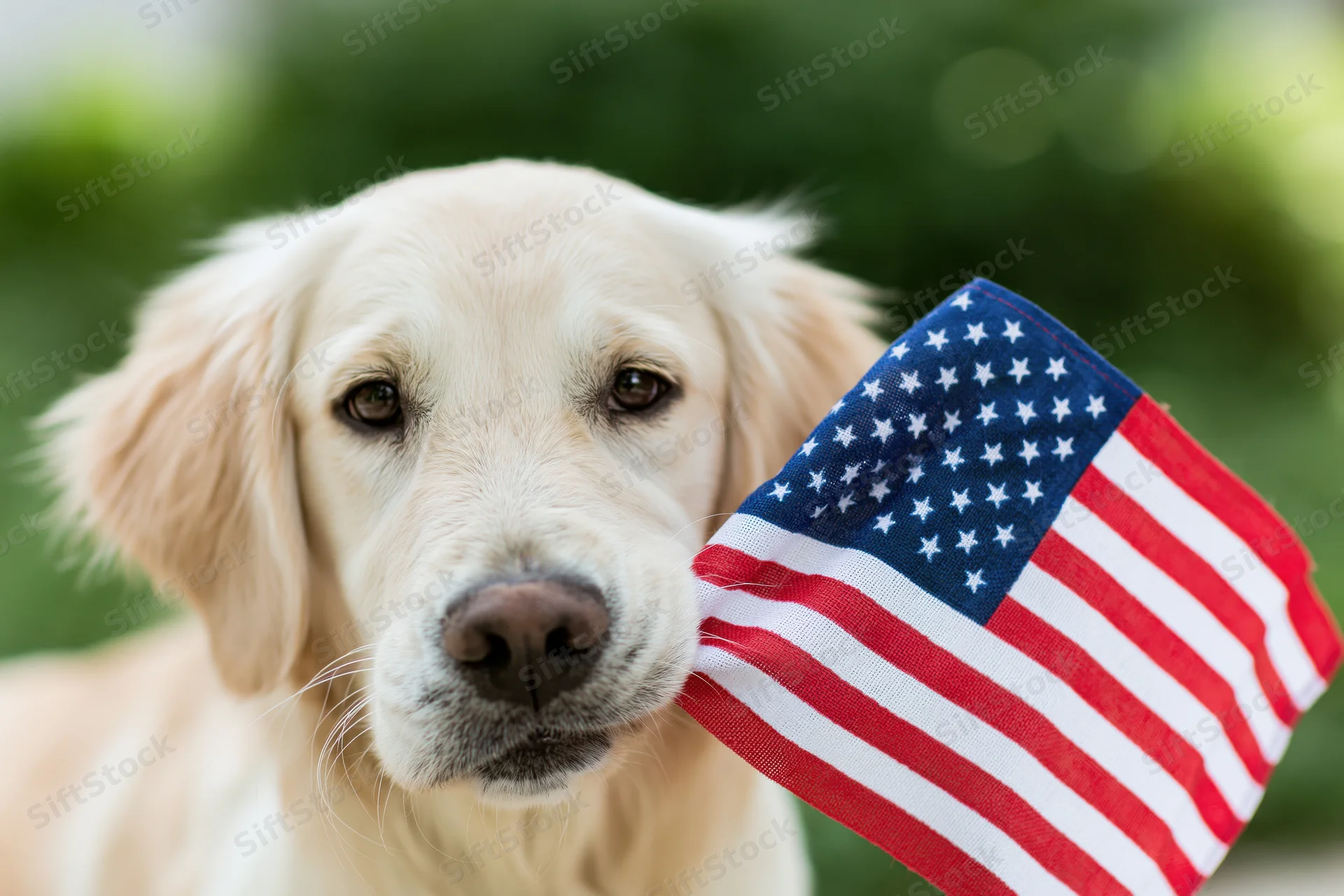 Young golden retriever holding small american flag in mouth outdoors