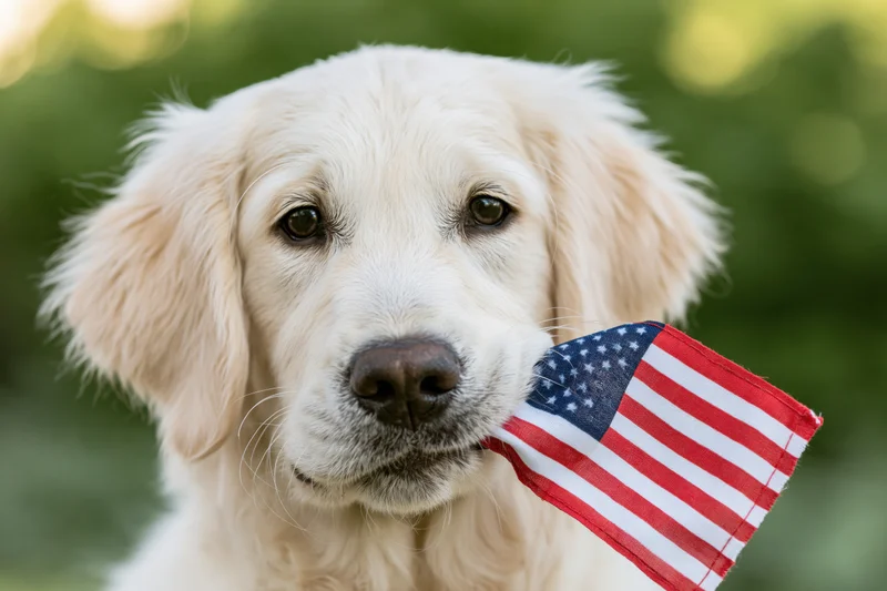 Golden retriever puppy holding small american flag in mouth outdoors in summer greenery