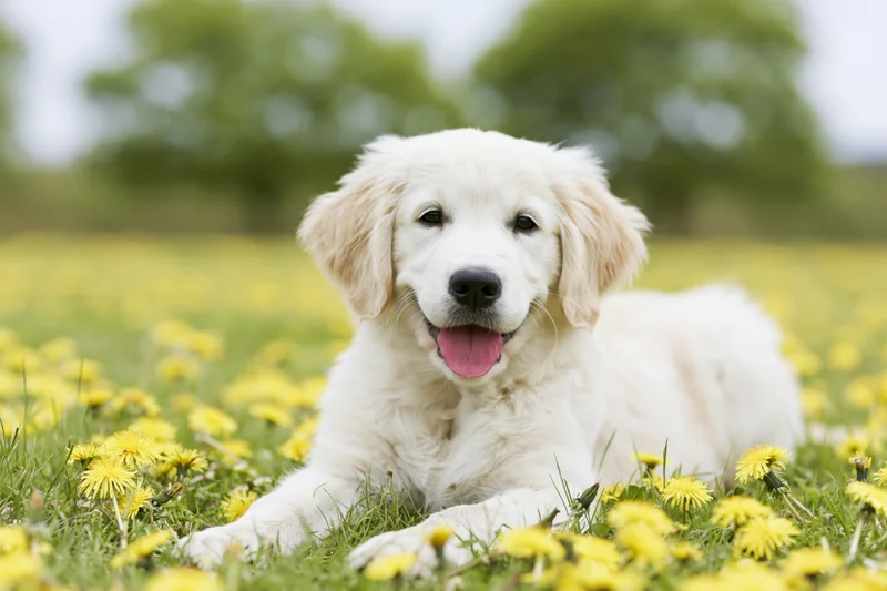 Young golden retriever puppy lying in a field of yellow dandelions among green grass