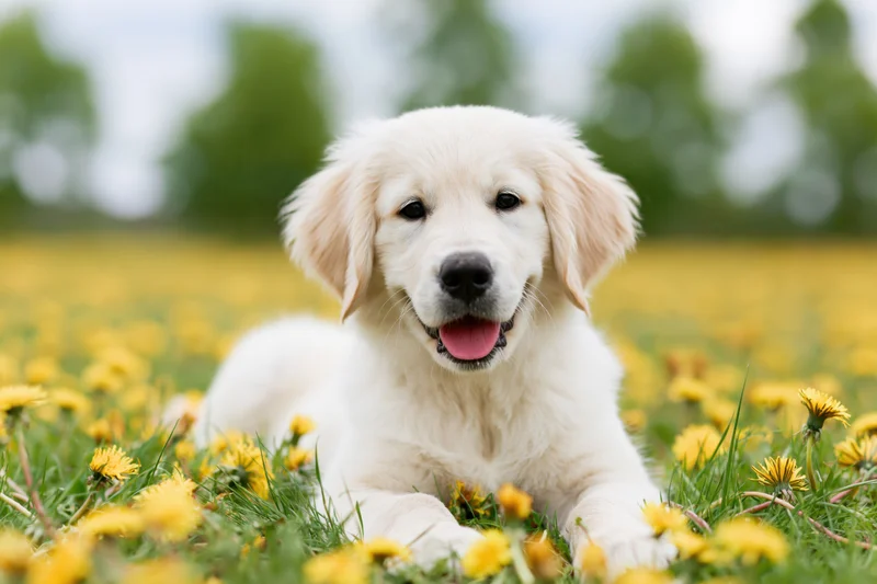 Young golden retriever puppy lying in a field of yellow dandelions among green grass