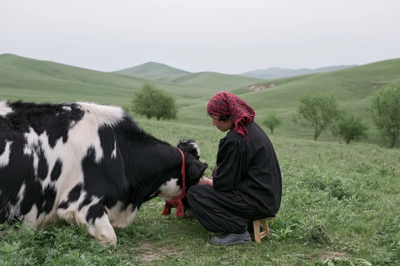 Woman milking a black and white cow in a grassy field
