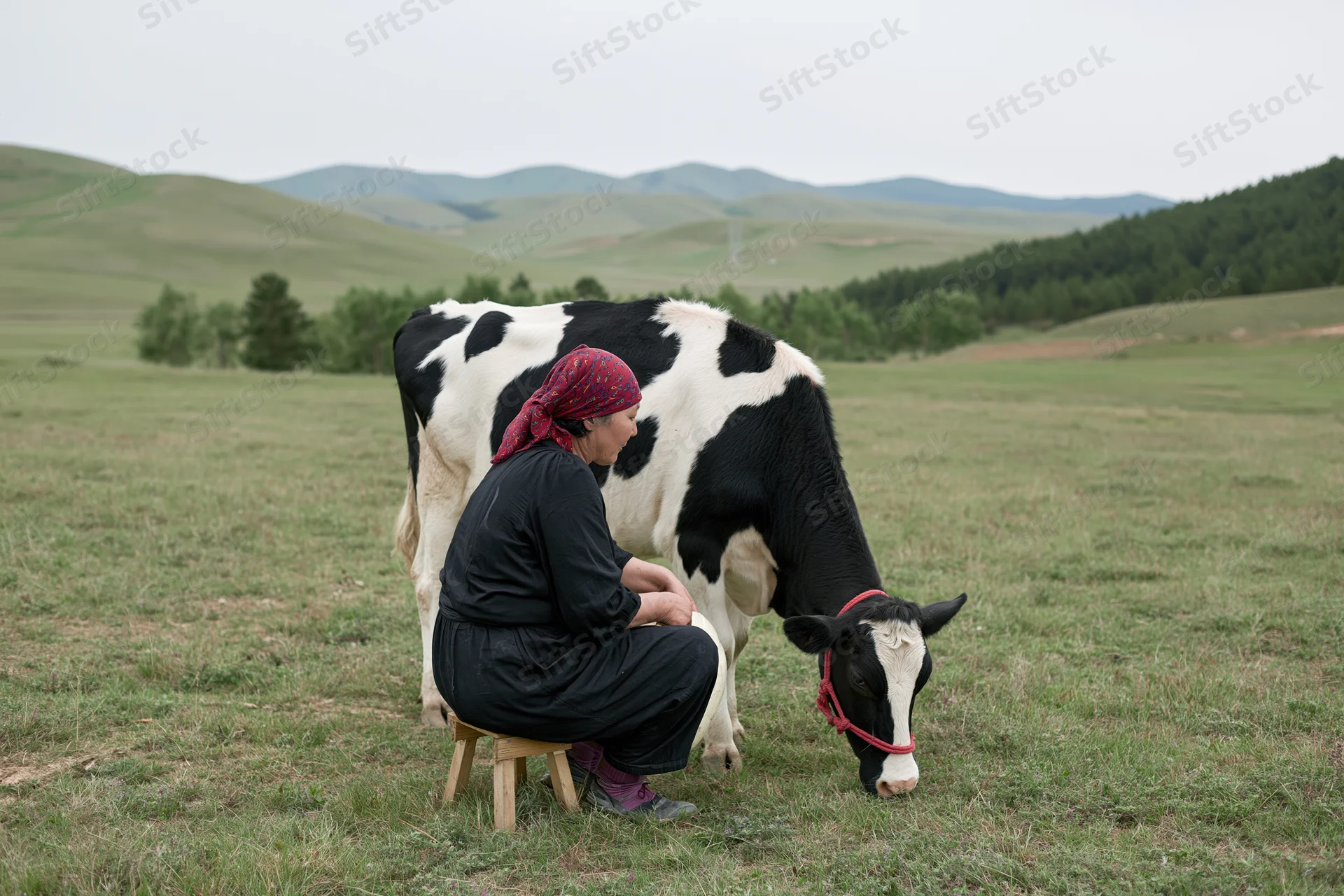 Woman milking a holstein cow in a grassy field with hills in the background
