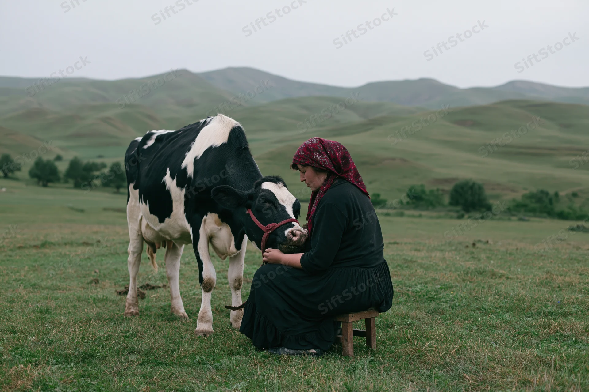 Woman hand-milking a black and white cow in a grassy field with rolling hills