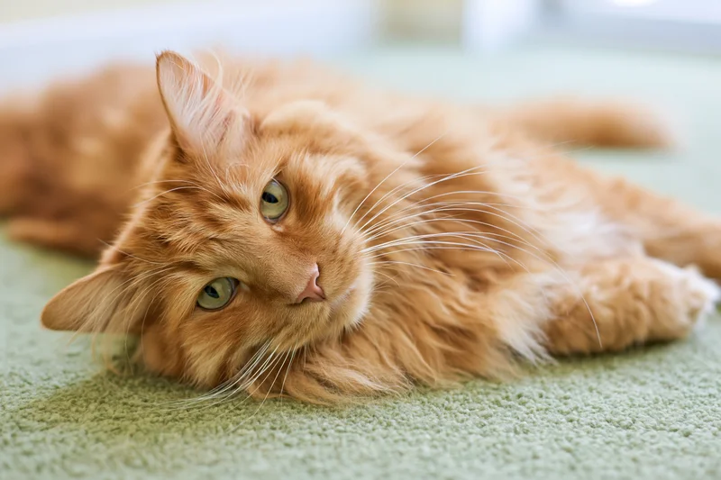 Fluffy orange tabby cat lying relaxed on soft green carpet