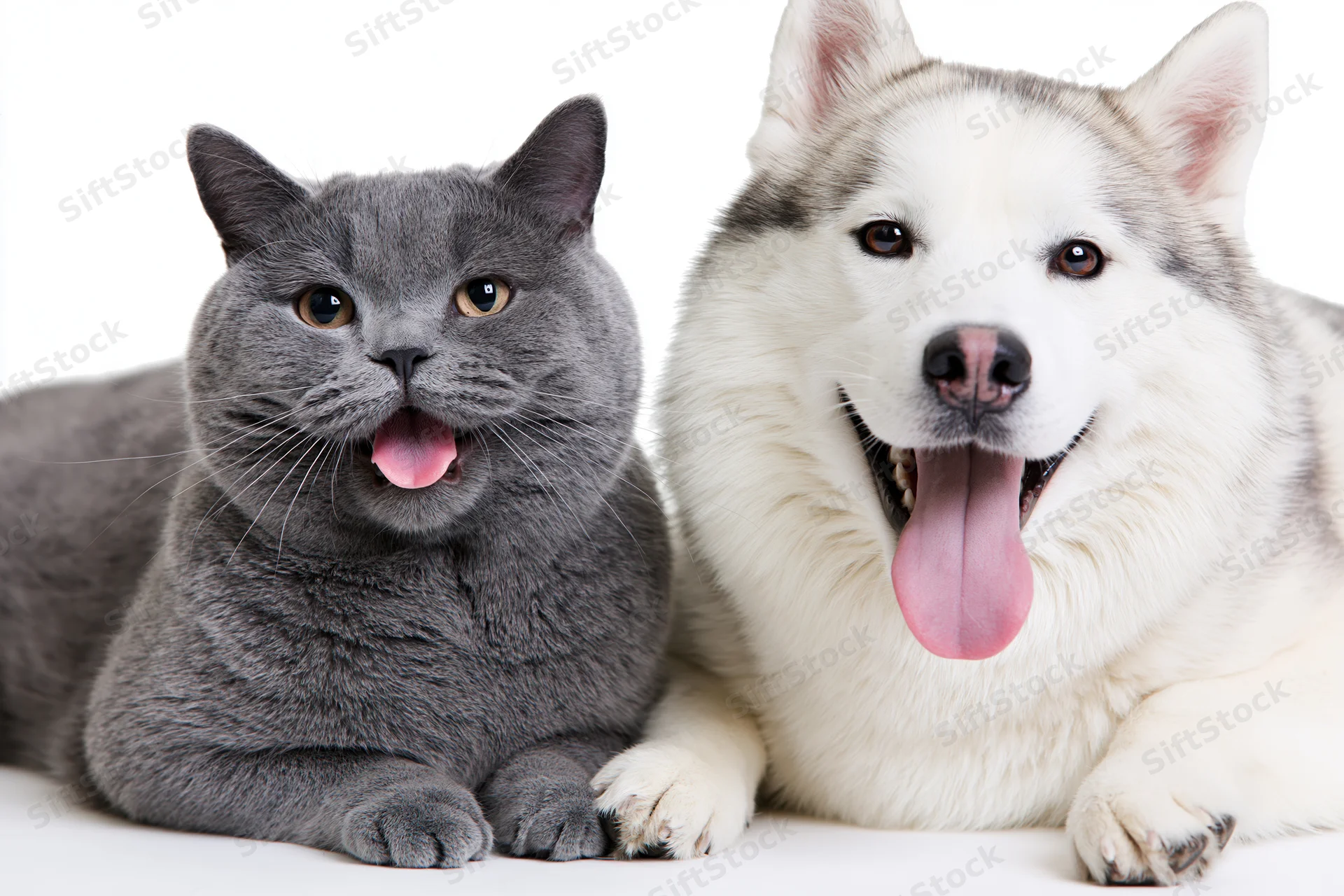 Grey british shorthair cat and white siberian husky dog lying side by side with tongues out in studio portrait