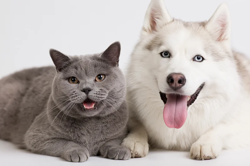 Grey british shorthair cat and white siberian husky dog lying side by side on white background