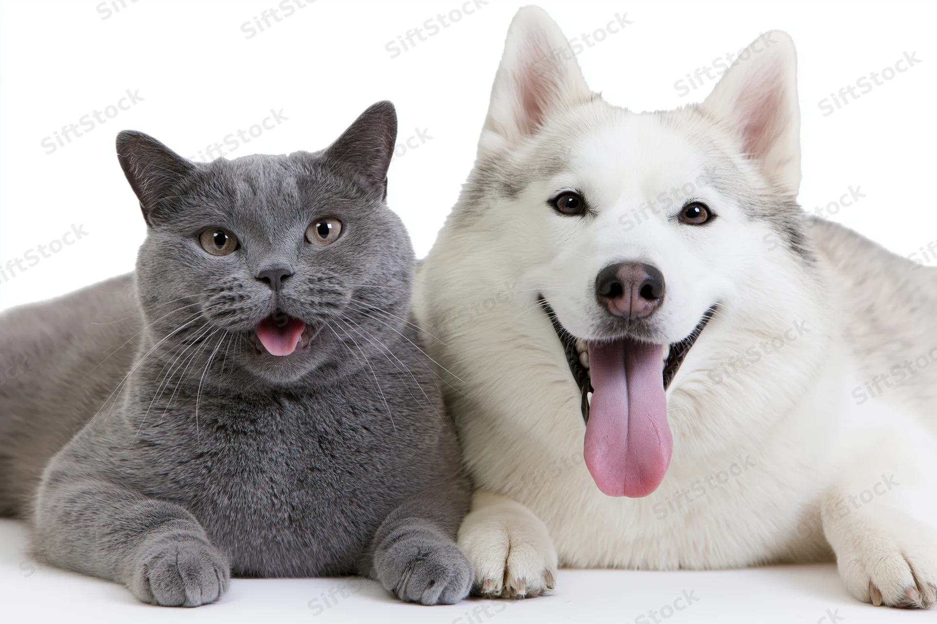 Grey british shorthair cat and white siberian husky dog lying side by side with tongues out in studio portrait