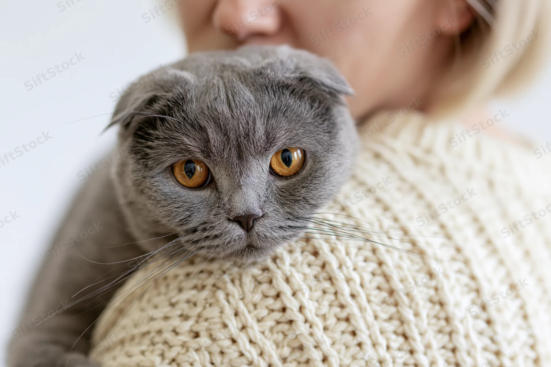 Grey scottishfold cat resting chin on woman's shoulder in knit sweater indoors
