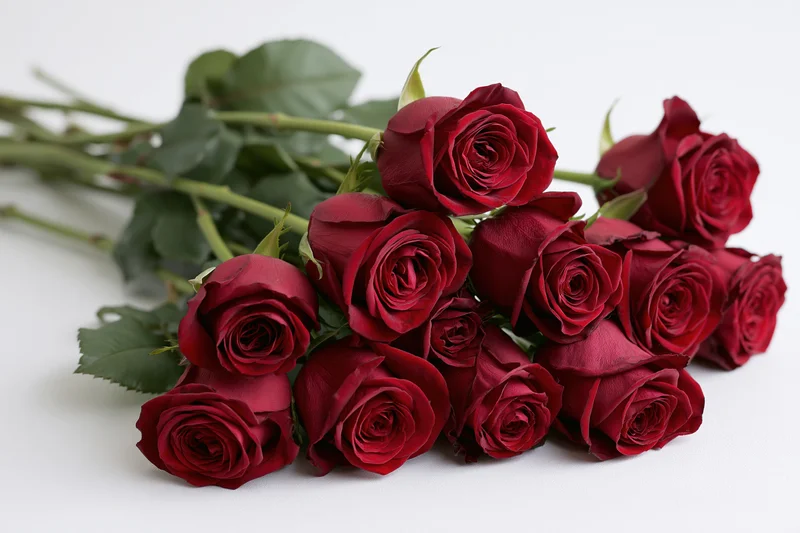 Loose bouquet of deep red roses with green stems and leaves on white background