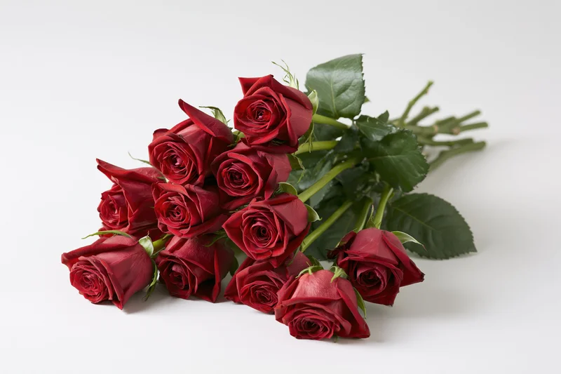 Loose bouquet of deep red roses with green stems and leaves on white background
