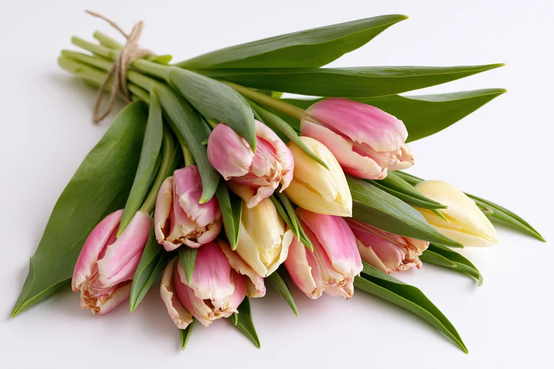 Loose bouquet of pink and pale yellow tulips with green stems and leaves on white background