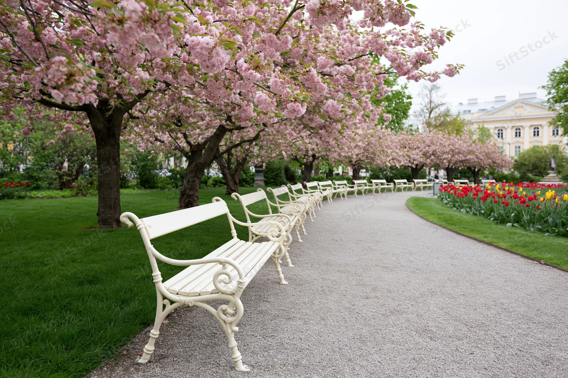 Row of white ornate park benches along a gravel pathway lined with blooming cherry trees and tulips in a city garden