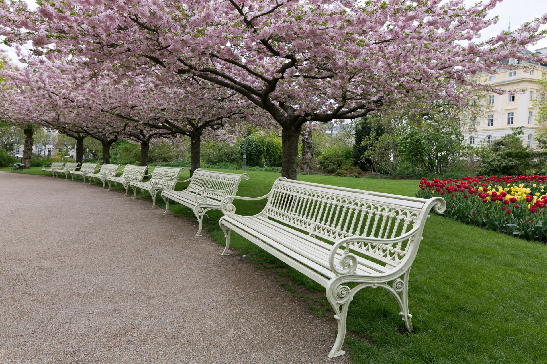 Row of white ornate park benches along a gravel pathway under blooming cherry trees in a city garden