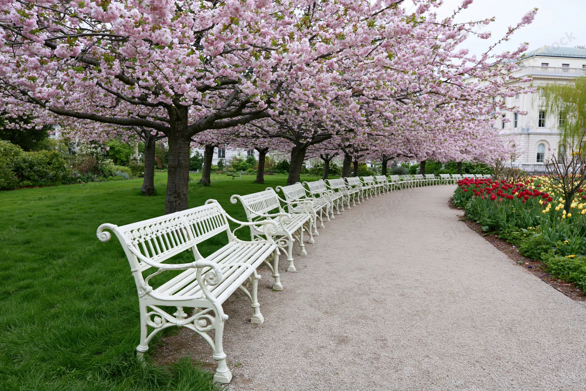 Row of white ornate benches lining a gravel path under blooming cherry trees in a park garden