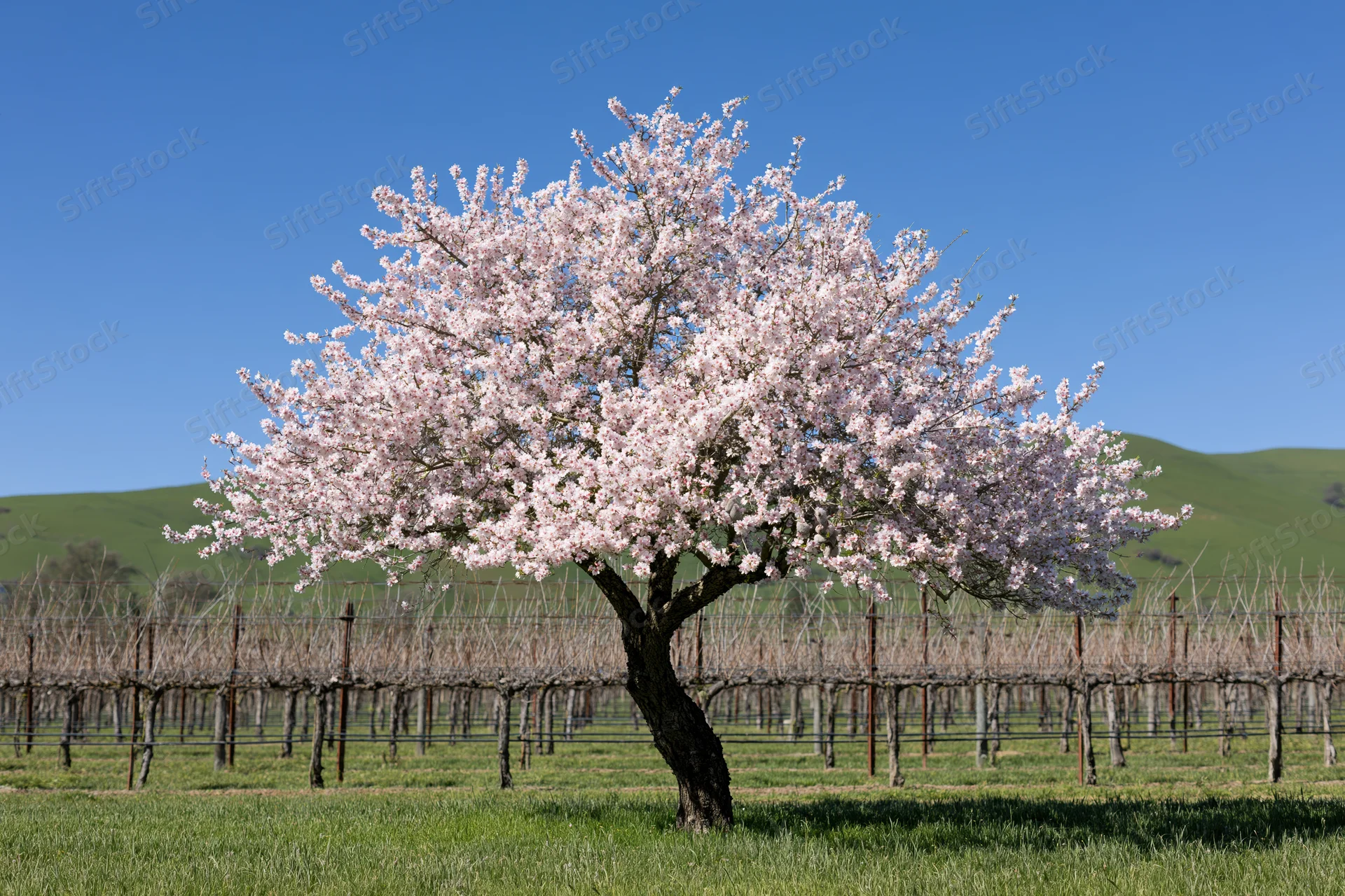 Almond tree in full pink blossom standing alone in a vineyard field
