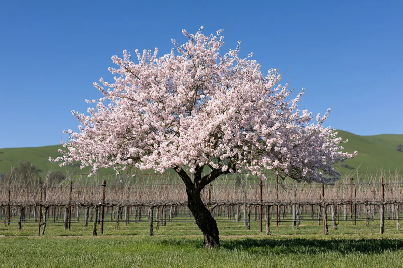 Almond tree in full pink blossom standing alone in a vineyard field