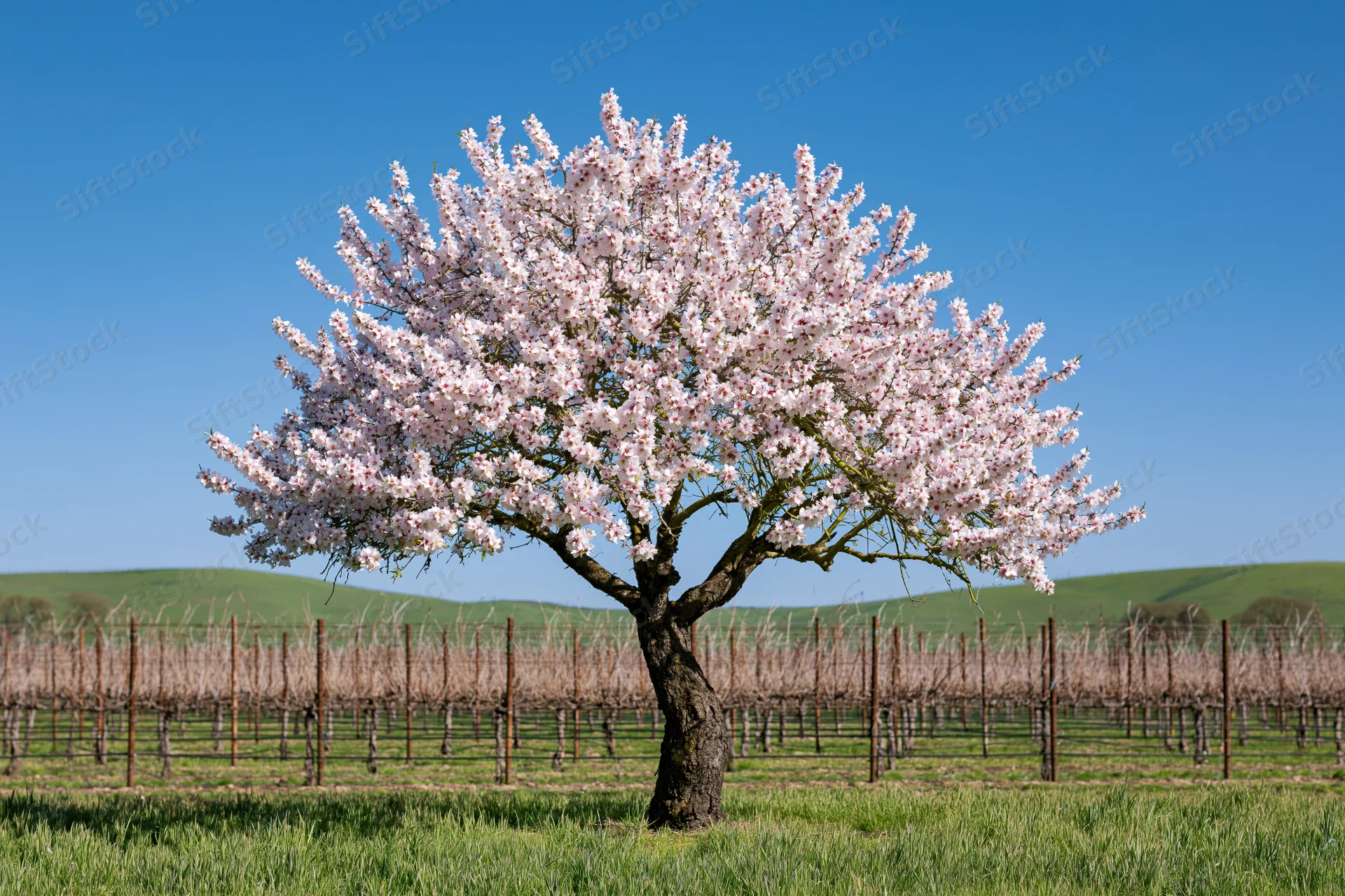 Almond tree in full pink blossom standing alone in a vineyard field under a clear blue sky