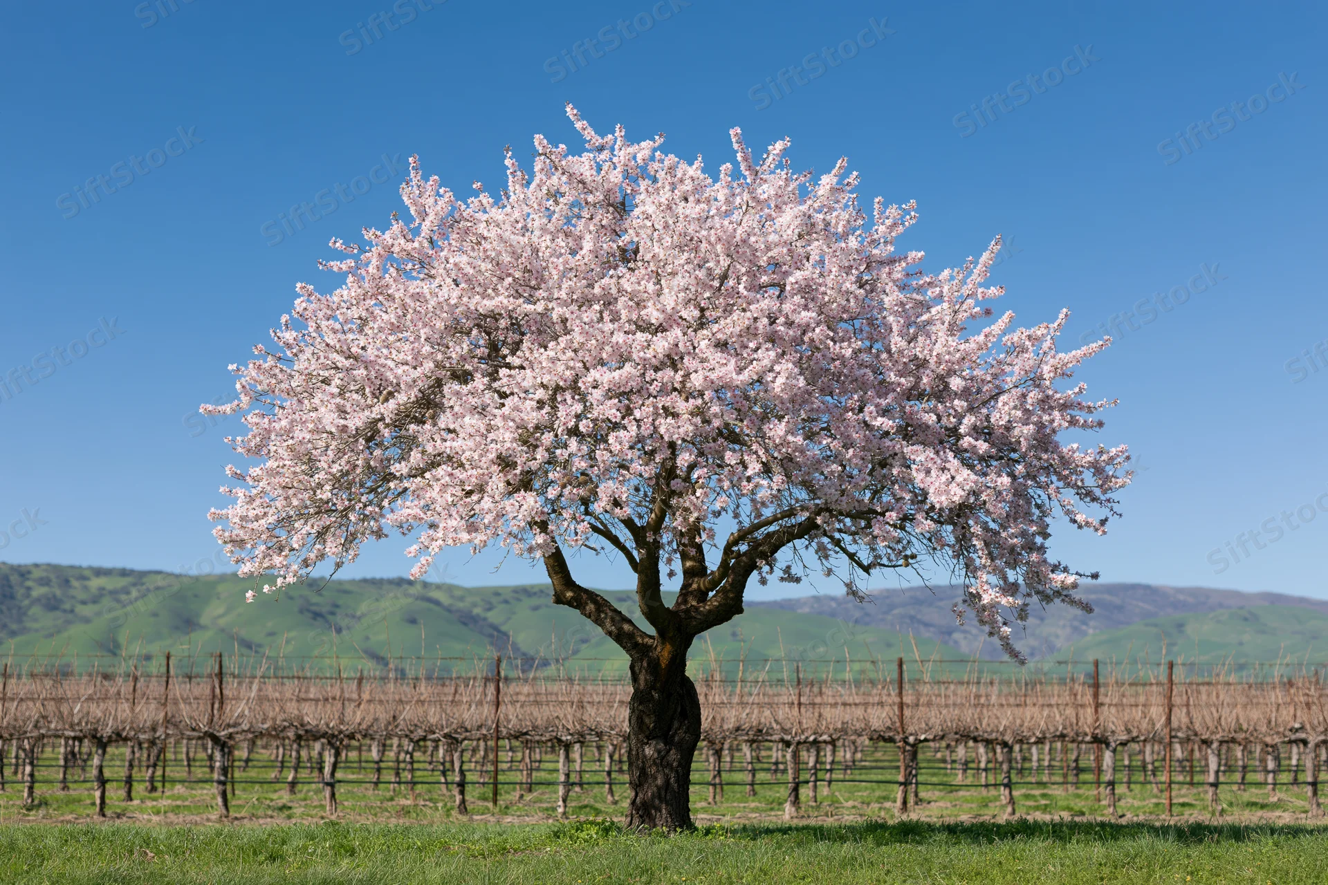 Almond tree in full pink blossom standing alone in a vineyard field with green hills under a clear blue sky